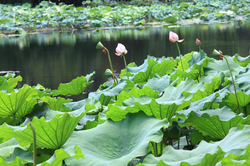 792-Hangzhou,17 luglio 2014.JPG